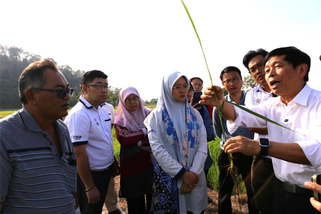 现场指导再生稻种植关键技术环节